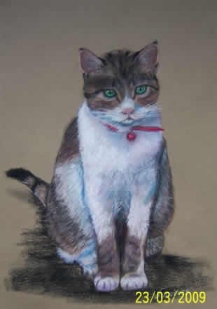 kedi10