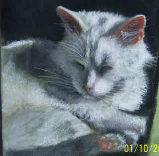 kedi14