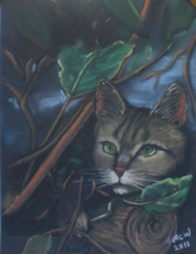 kedi16