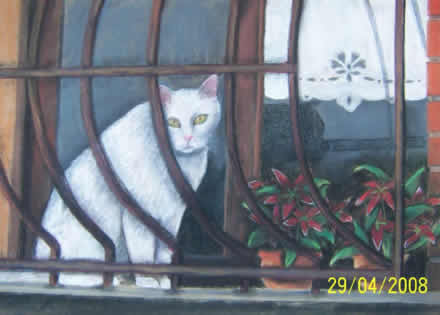 kedi6